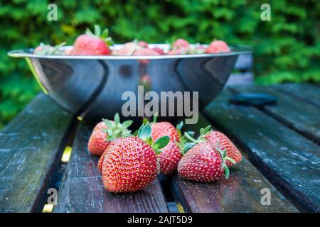 Harvested fresh strawberries in a dish on the table Stockfoto