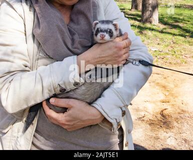 Inländische cute Pet, an der Leine in der Hand der Gastgeberin sitzen Frettchen. Süße flauschige in die Arme einer Frau in einem weißen Mantel an einem sonnigen Tag Frettchen in Stockfoto