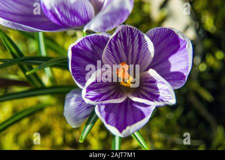 Violette Crocus Blume - Nahaufnahme von oben, sonnigen Tag Stockfoto