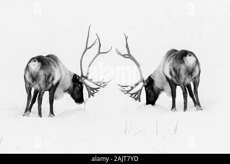 Boreal woodland Caribou im Winter (Rangifer tarandus Caribou) Stockfoto