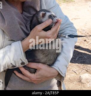 Inländische cute Pet, an der Leine in der Hand der Gastgeberin sitzen Frettchen. Eine niedliche flauschige gähnt Frettchen und zeigt scharfe Zähne in den Händen einer Frau in Stockfoto