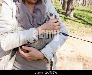 Inländische cute Pet, an der Leine in der Hand der Gastgeberin sitzen Frettchen. Eine niedliche flauschige gähnt Frettchen und zeigt scharfe Zähne in den Händen einer Frau in Stockfoto