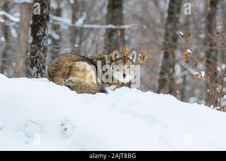 Große männliche Kojote im Winter Stockfoto