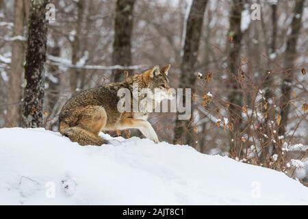 Große männliche Kojote im Winter Stockfoto