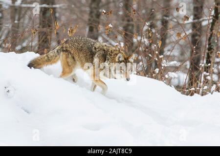 Große männliche Kojote im Winter Stockfoto