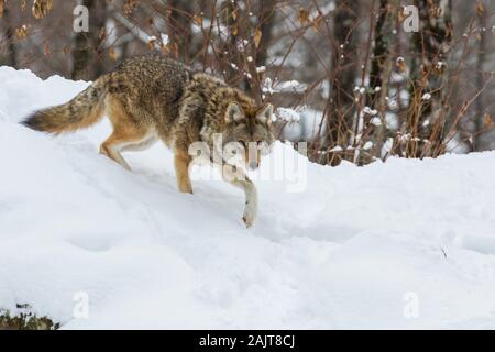 Große männliche Kojote im Winter Stockfoto