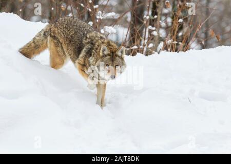 Große männliche Kojote im Winter Stockfoto