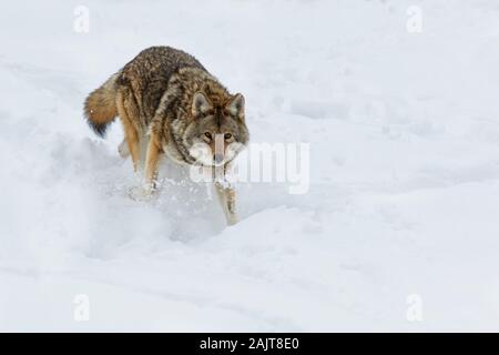 Große männliche Kojote im Winter Stockfoto