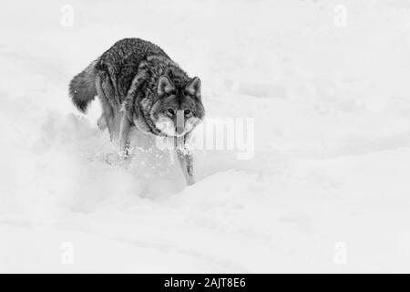 Große männliche Kojote im Winter Stockfoto