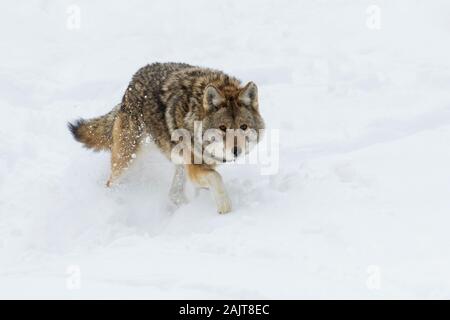 Große männliche Kojote im Winter Stockfoto