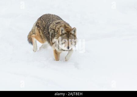 Große männliche Kojote im Winter Stockfoto