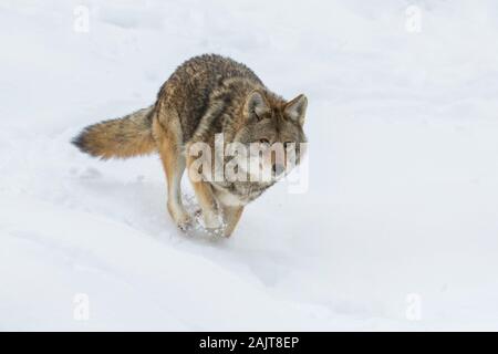 Große männliche Kojote im Winter Stockfoto
