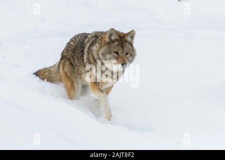 Große männliche Kojote im Winter Stockfoto