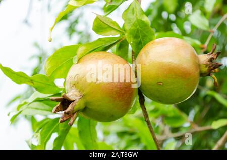 Zwei Granatäpfel am Baum Stockfoto