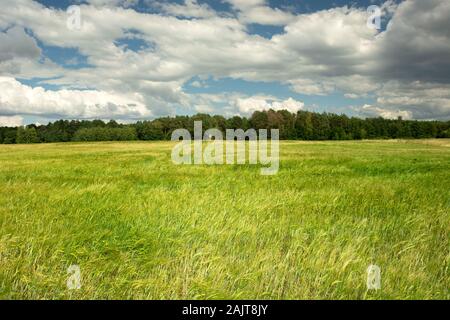 Grüne Gerste Feld, Wald und Wolken am blauen Himmel Stockfoto