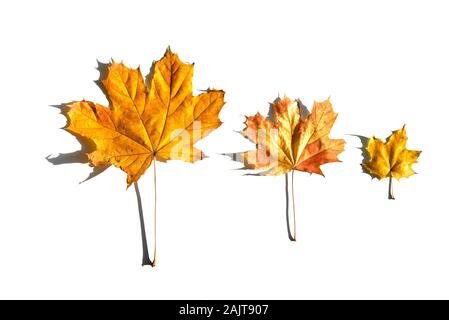 Unterschiedliche Größe der Bunte Herbst Ahorn Blätter in Linie auf weißem Hintergrund. Stockfoto