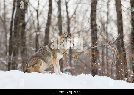 Große männliche Kojote im Winter Stockfoto