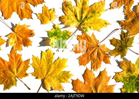 Gefallenen bunten Herbst Ahorn Blätter auf weißem Hintergrund mit Kopie Raum isoliert. Stockfoto