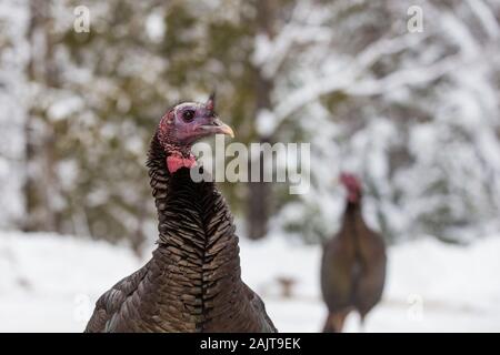 Wilder Truthahn im winter Stockfoto