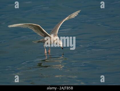 Gull glaucous (Larus hyperboreus), Fütterung auf dem Flügel, Båtsfjord Hafen, Varanger, Das arktische Norwegen Stockfoto