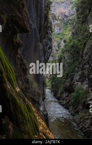 Vertikale, moosbedeckte Felswände in einem schmalen Abschnitt der Rio Cares Gorge, Picos de Europa National Park, Spanien Stockfoto