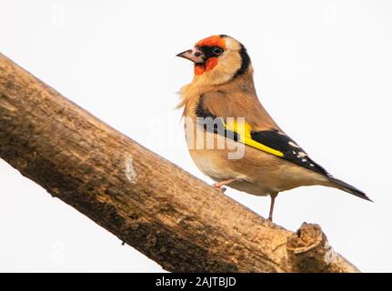 Goldfinch, Carduelis Carduelis, thront auf einer Filiale in einem britischen Garten Stockfoto