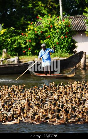 Entenzüchter im Kerala Backwaters treiben eine riesige Menge an heimischen Enten entlang eines Flusskanals Stockfoto