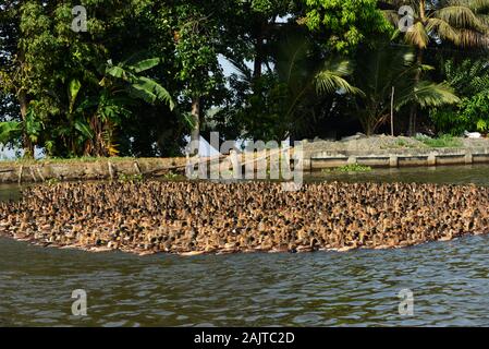 Entenzüchter im Kerala Backwaters treiben eine riesige Menge an heimischen Enten entlang eines Flusskanals Stockfoto