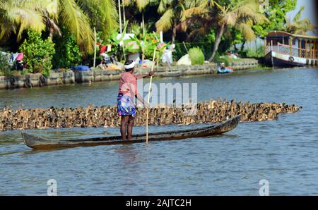 Entenzüchter im Kerala Backwaters treiben eine riesige Menge an heimischen Enten entlang eines Flusskanals Stockfoto