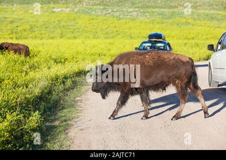 Eine junge Bison gehen über eine unbefestigte Straße mit Fahrzeugen von touristischen Stillsetzen im Custer State Park in South Dakota zu beobachten. Stockfoto