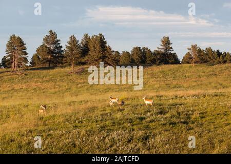 Eine Herde von pronghorn Antilope auf einem grasbewachsenen Hügel in den späten Nachmittag Sonnenschein im Custer State Park in South Dakota. Stockfoto