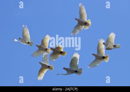 Herde von Little Corella's Stockfoto