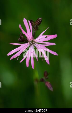 Ragged Robin (Lychnis flos-cuculi) Blume Stockfoto