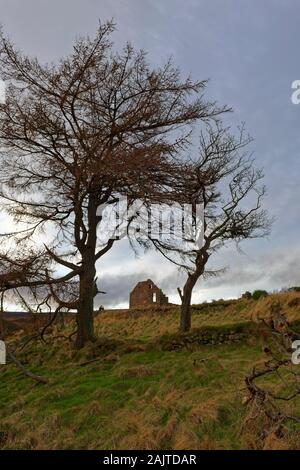 In einem alten, verlassenen Hütte durch die Stämme der 2 Schotten ruine Kiefer hoch oben das Tal in Richtung Cairn O'MOunt am Klappern Brücke. Stockfoto