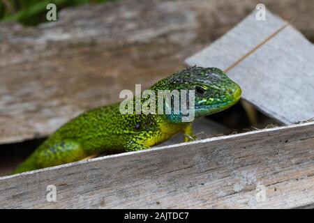 Westliche grüne Ezard (Lacerta bilineata), die in einem Haufen ausrangierten Holzes ruht Stockfoto