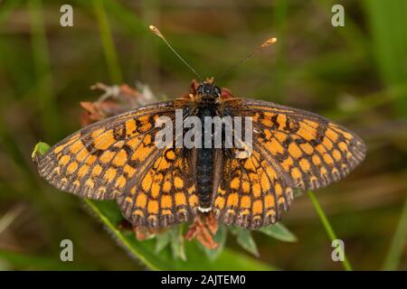 Heide Fritillary (Melitaea Athalia) Stockfoto