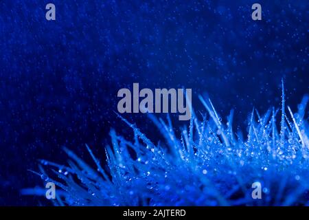 Wassertropfen auf einem Kaktus spike Makro schießen in Pantone blau Töne Stockfoto