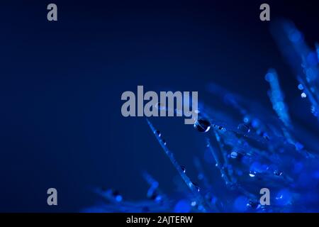 Wassertropfen auf einem Kaktus spike Makro schießen in Pantone blau Töne Stockfoto