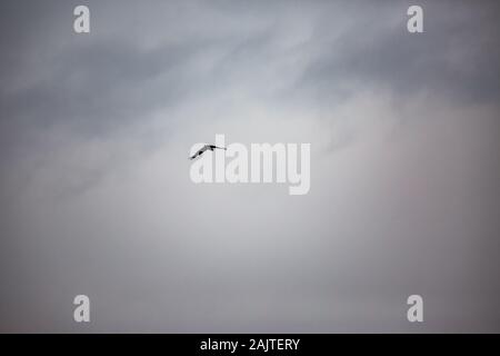 Silhouette der große Adler fliegen in den Himmel, geschwollene Bild mit dramatischen Kontrast der geschwollenen Wolken. Dunkle moody Eindruck. Foto aus Tälern in der Nähe des Flusses Maritsa, Bulgarien Stockfoto