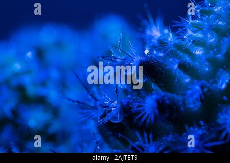 Wassertropfen auf einem Kaktus spike Makro schießen in Pantone blau Töne Stockfoto