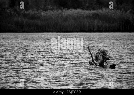 Dry river water tree branches in einem See, ruhiges Wasser, Spätherbst, Schwarz und Weiß. Fairy Tail formen. Foto auf Zlato Pole Dorf in der Nähe von Summer river valley, Bulgarien, Bewölkter Tag Stockfoto