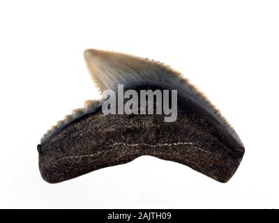 Fossiler Tiger Shark Zahn, Galeocerdo cuvier. Tigerhaie im Miozän, die vom 5. bis 23 millionen Jahren erweiterte entwickelt Stockfoto
