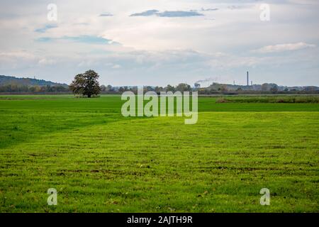 Ein einsamer Walnuss Baum in der Mitte des grünen Feldes und Rauchen chemische Fabrik Schornstein im Hintergrund, bewölkt späten Herbst Tag. Foto aus der Nähe von Zlato Pole Village, Dimitrovgrad, Haskovo, Bulgarien Stockfoto