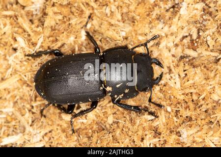 Geringerem Hirschkäfer (Dorcus Parallelipipedus) Stockfoto