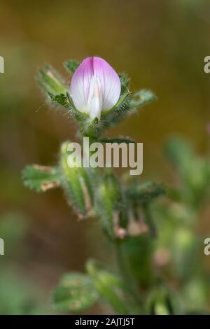 Stachelige Restharrow (Ononis spinosa)-Blume Stockfoto