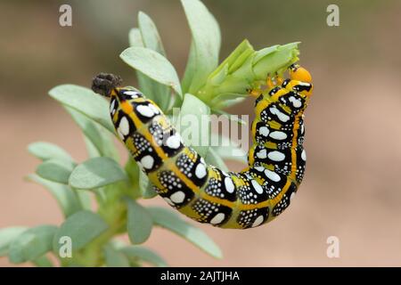 Wolfsmilch Tabakschwärmer (Hyles euphorbiae) Caterpillar Stockfoto