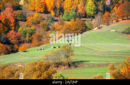 Die Herde von Schafen oder Ziegen auf dem Herbst steppe Stockfoto