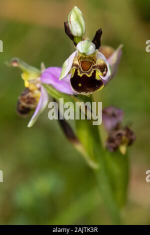 Biene (Ophrys Apifera) Orchidee blüht Stockfoto