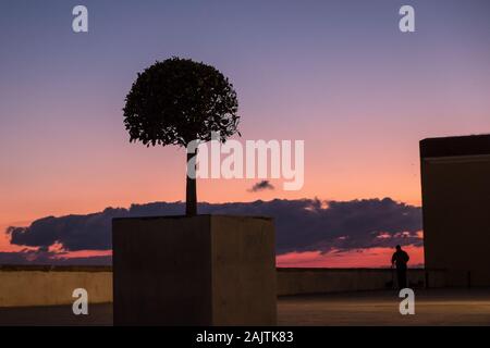 Kleiner Baum an der Küste von Cádiz, Spanien, in der Dämmerung Stockfoto