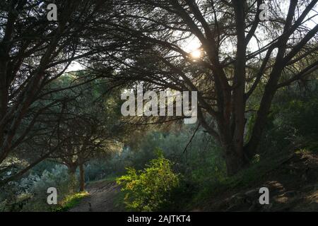 Kiefer Baum im Abendlicht im Parque Natural de La Breña, in der nähe von Barbate, Spanien Stockfoto